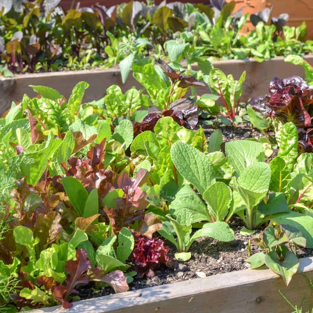 How to Grow a Culinary Garden, a simple guide for starting a small chefs style garden with herbs and food to use in your kitchen.