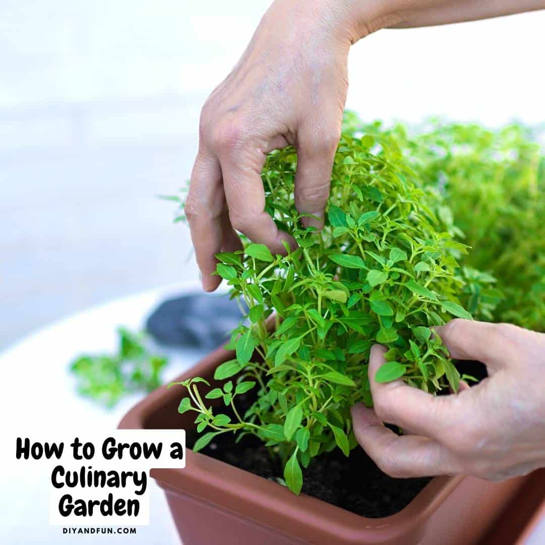 How to Grow a Culinary Garden, a simple guide for starting a small chefs style garden with herbs and food to use in your kitchen.