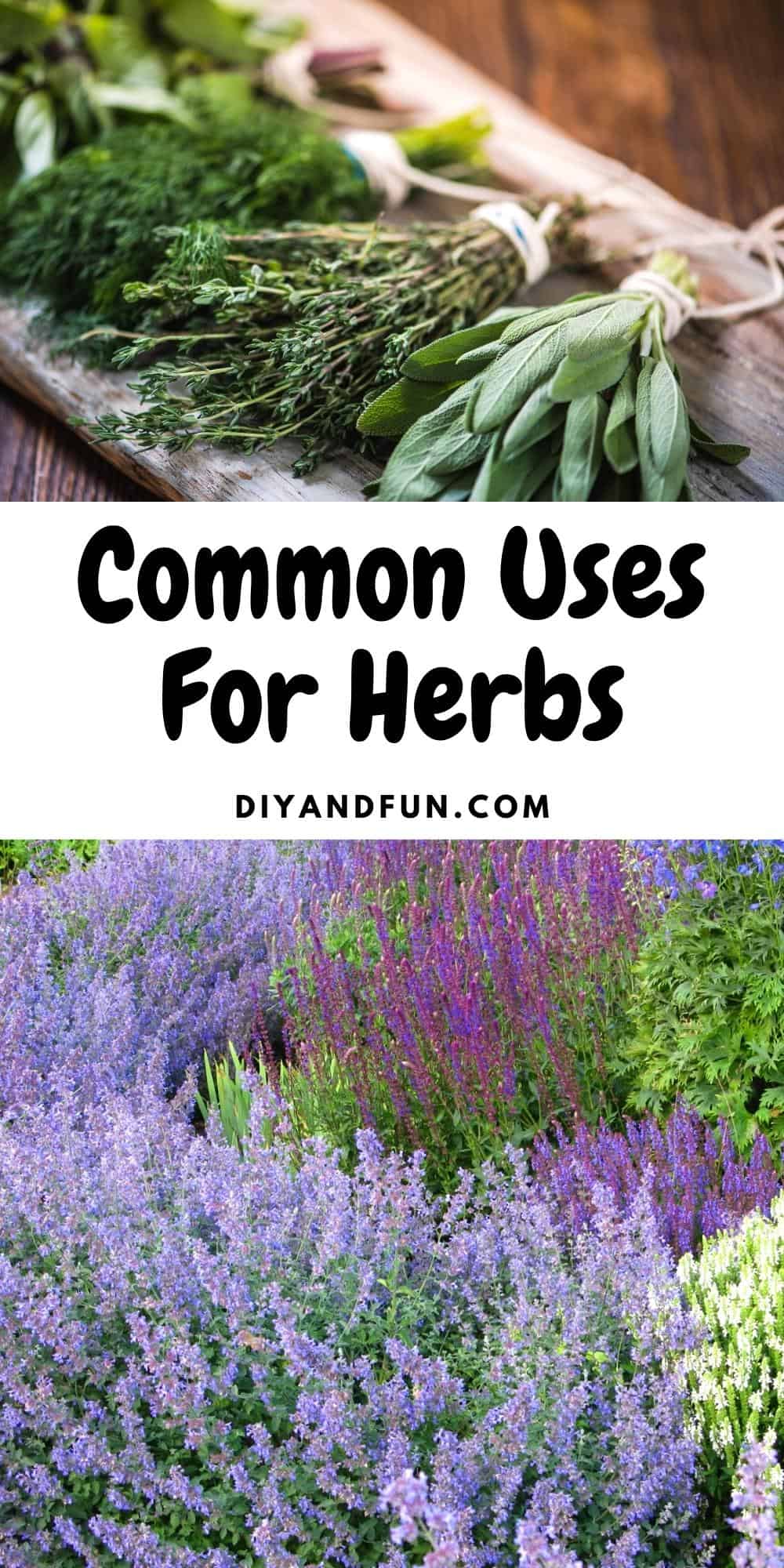 Common uses for herbs, includes 20 of the top herbs and the best uses for them. Also, the difference between herbs and spices.