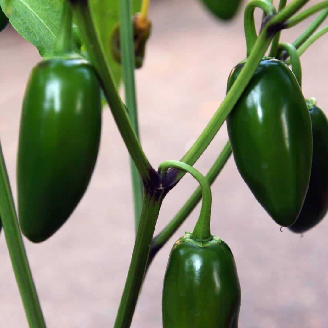How to Grow Jalapeño Peppers, a simple guide to growing the best peppers that can be used in a variety of recipes.