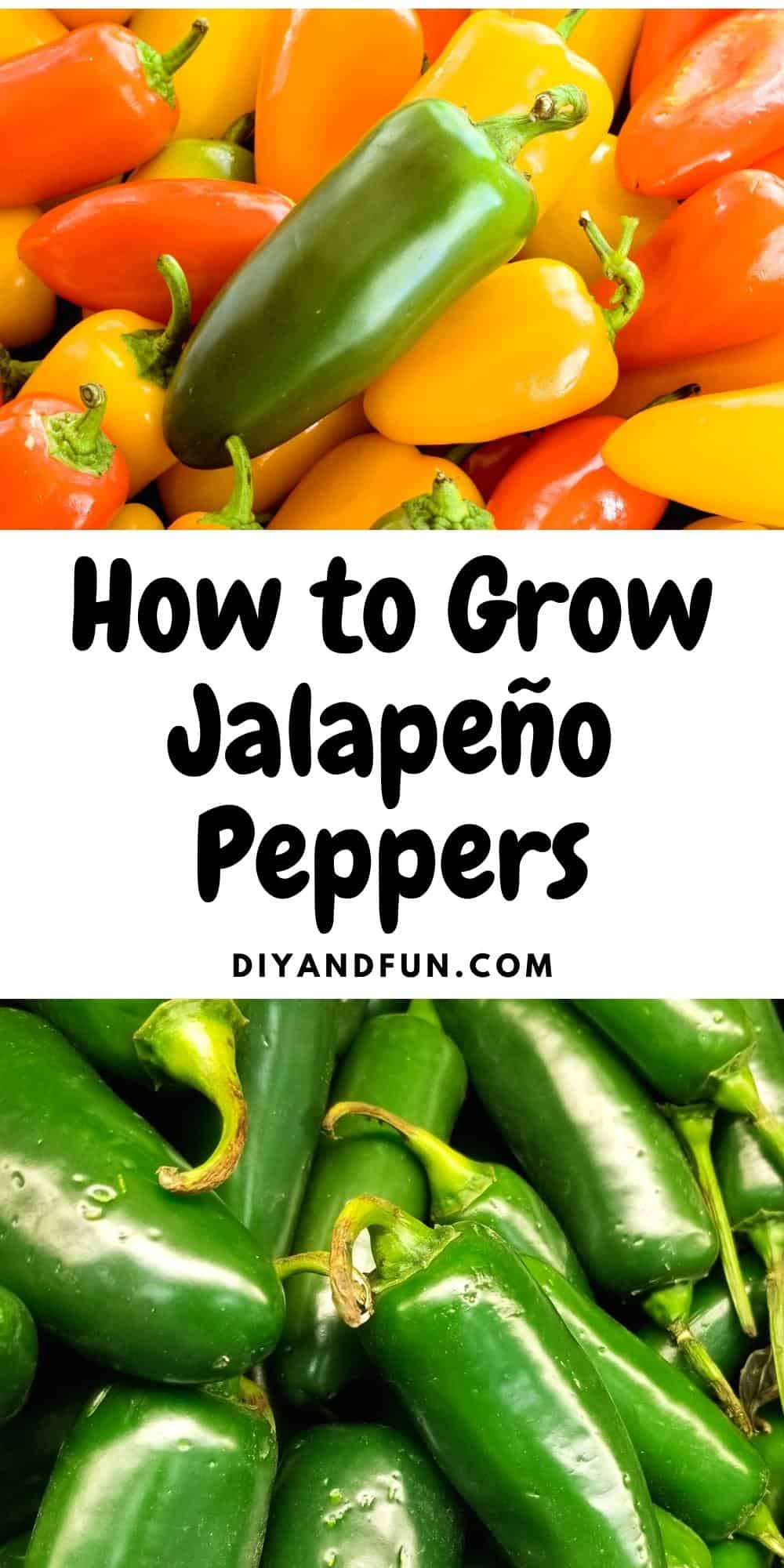 How to Grow Jalapeño Peppers, a simple guide to growing the best peppers that can be used in a variety of recipes.