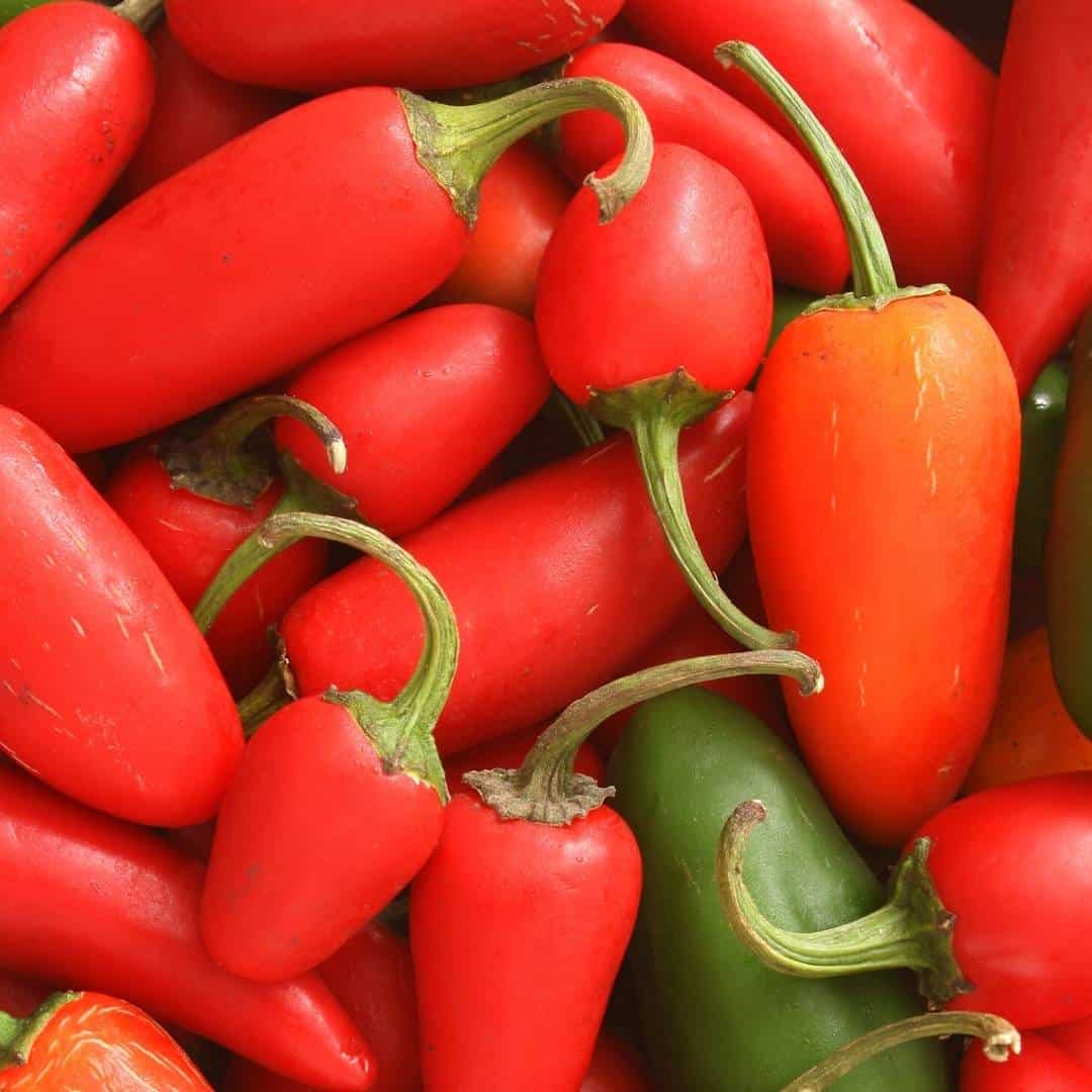 How to Grow Jalapeño Peppers, a simple guide to growing the best peppers that can be used in a variety of recipes.