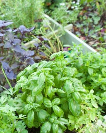 How to Grow a Pizza Garden