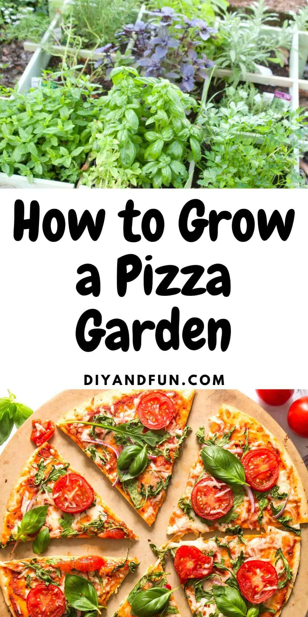 How to Grow a Pizza Garden, a simple guide for growing a vegetable garden with tasty toppings for your pizza.