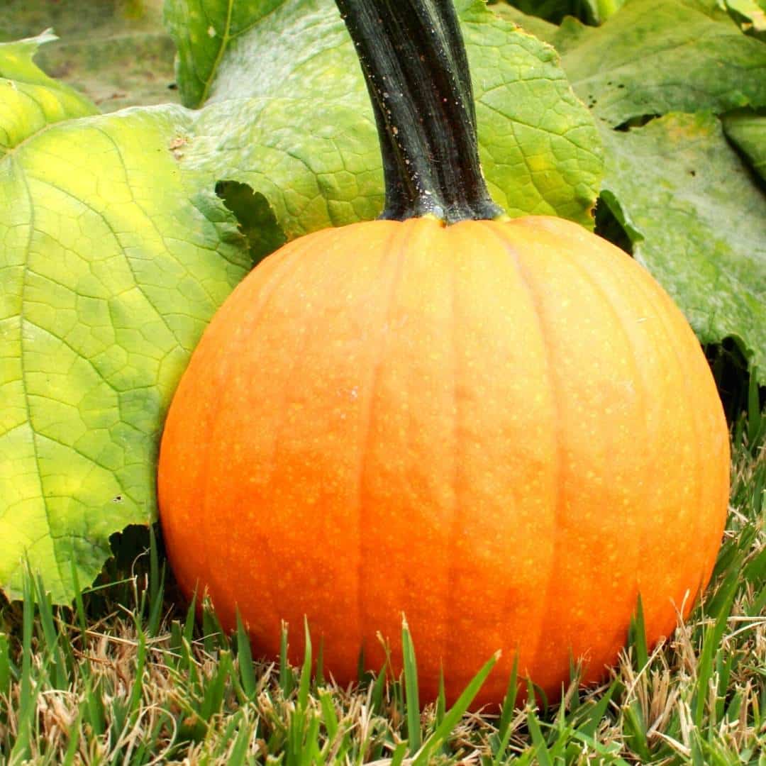 How to Grow Pumpkins, a simple guide for growing garden pumpkins especially for both kids and adults to do.