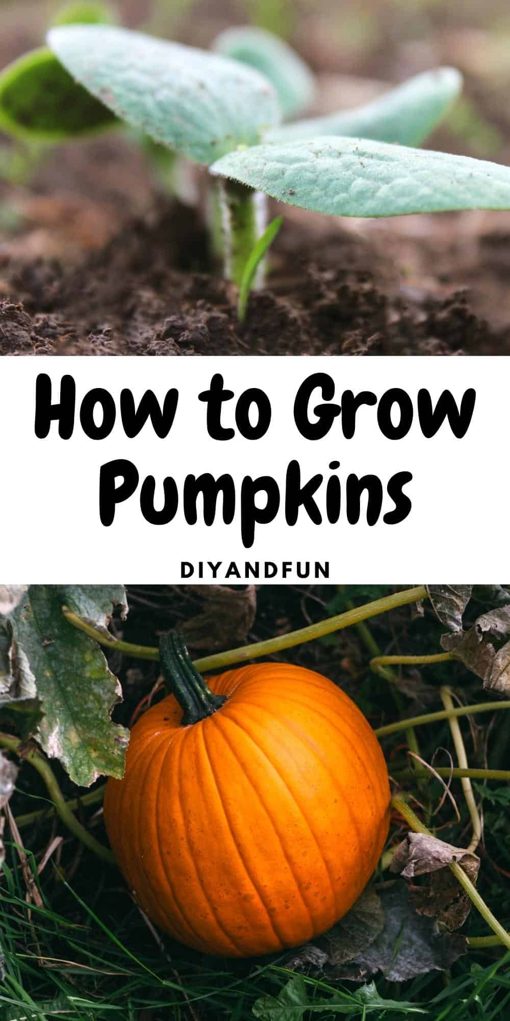 How to Grow Pumpkins, a simple guide for growing garden pumpkins especially for both kids and adults to do.