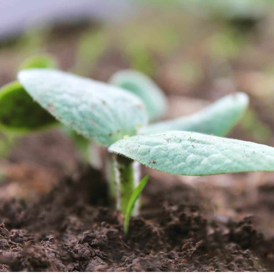 How to Grow Pumpkins, a simple guide for growing garden pumpkins especially for both kids and adults to do.