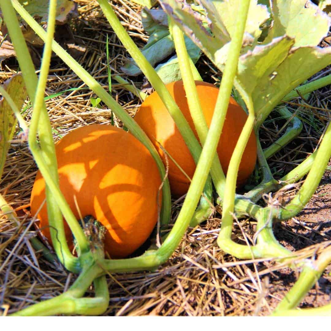 How to Grow Pumpkins, a simple guide for growing garden pumpkins especially for both kids and adults to do.