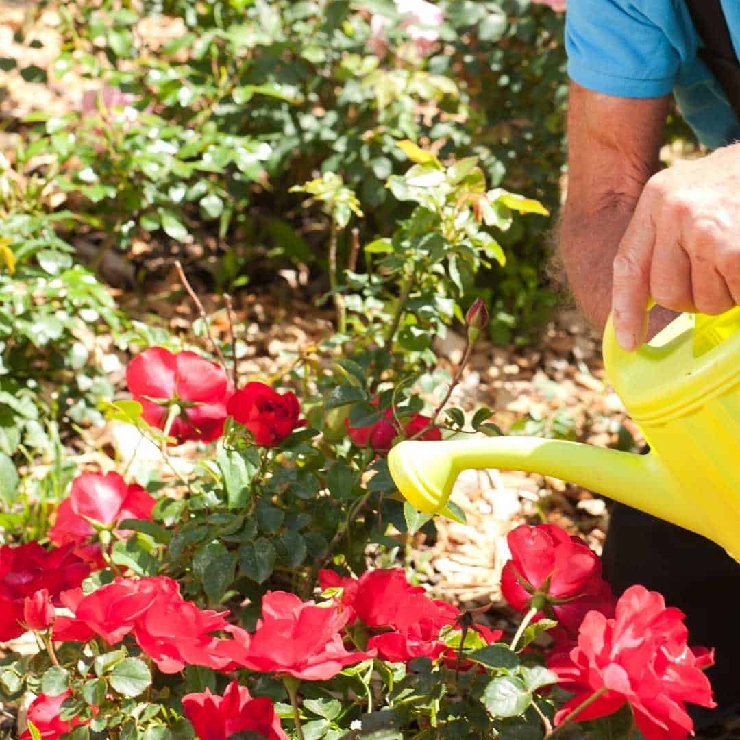 How to Care for Roses, a simple guide for most anyone for maintaining beautiful roses in your garden with minimal effort.