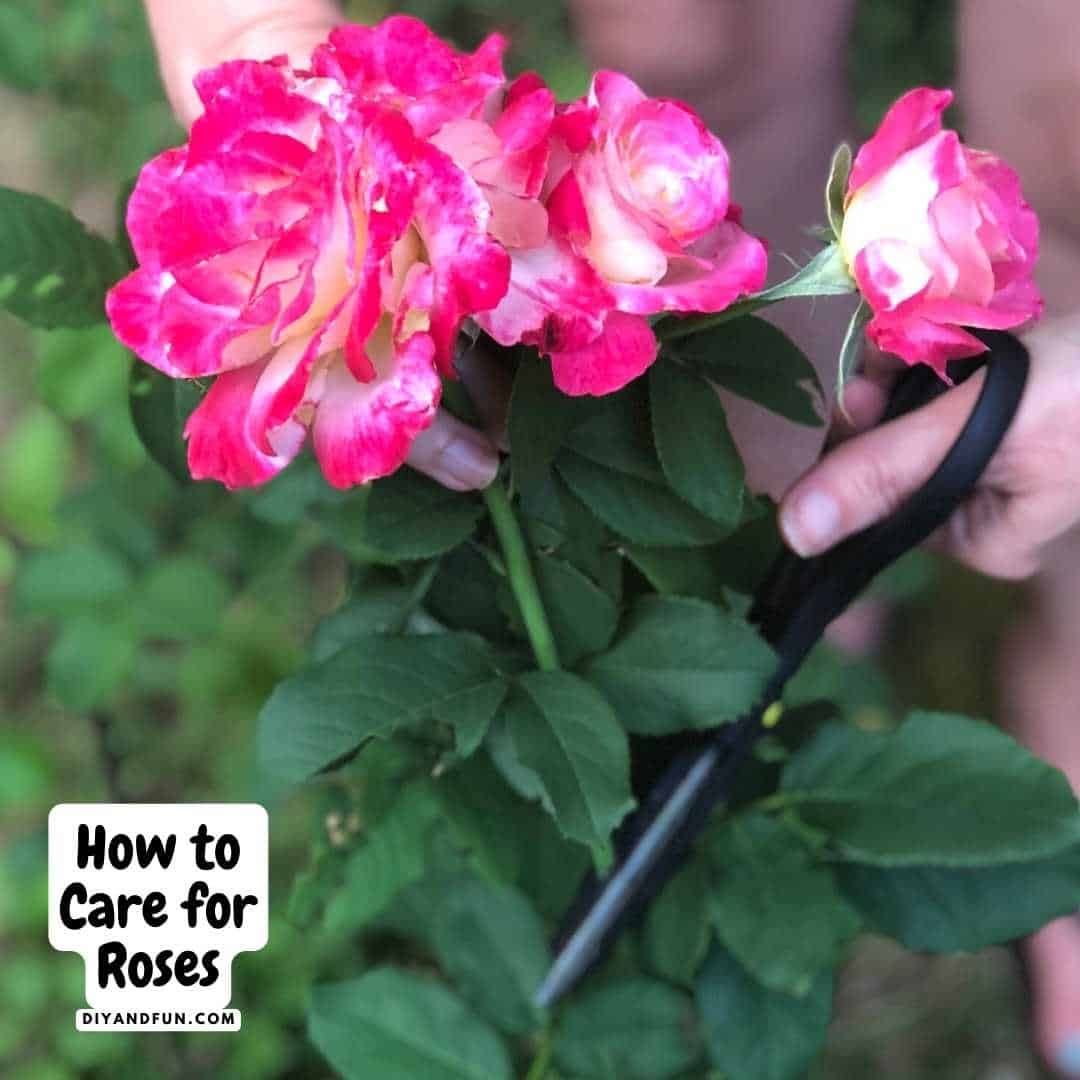 How to Care for Roses, a simple guide for most anyone for maintaining beautiful roses in your garden with minimal effort.