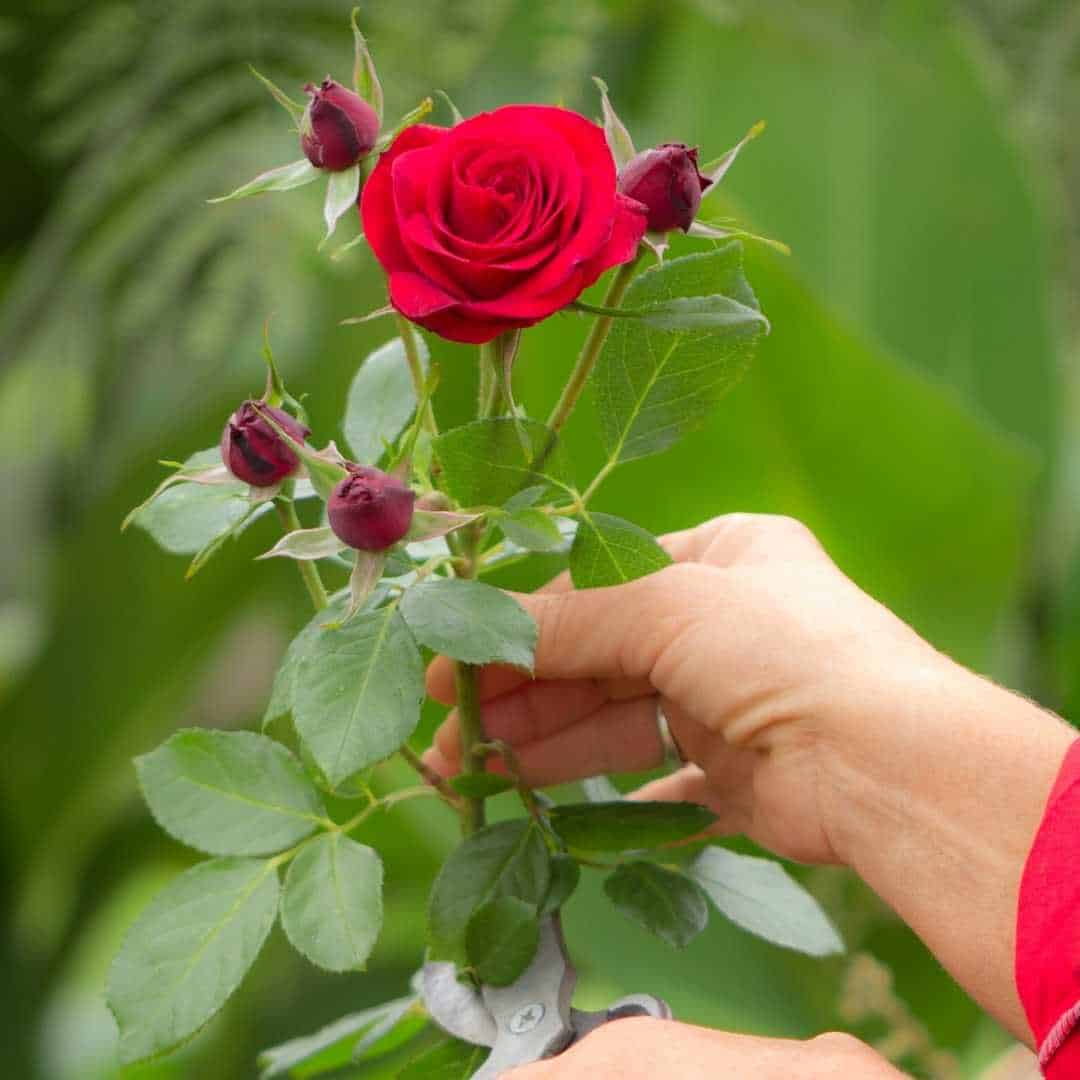 how-to-care-for-roses-diy-and-fun