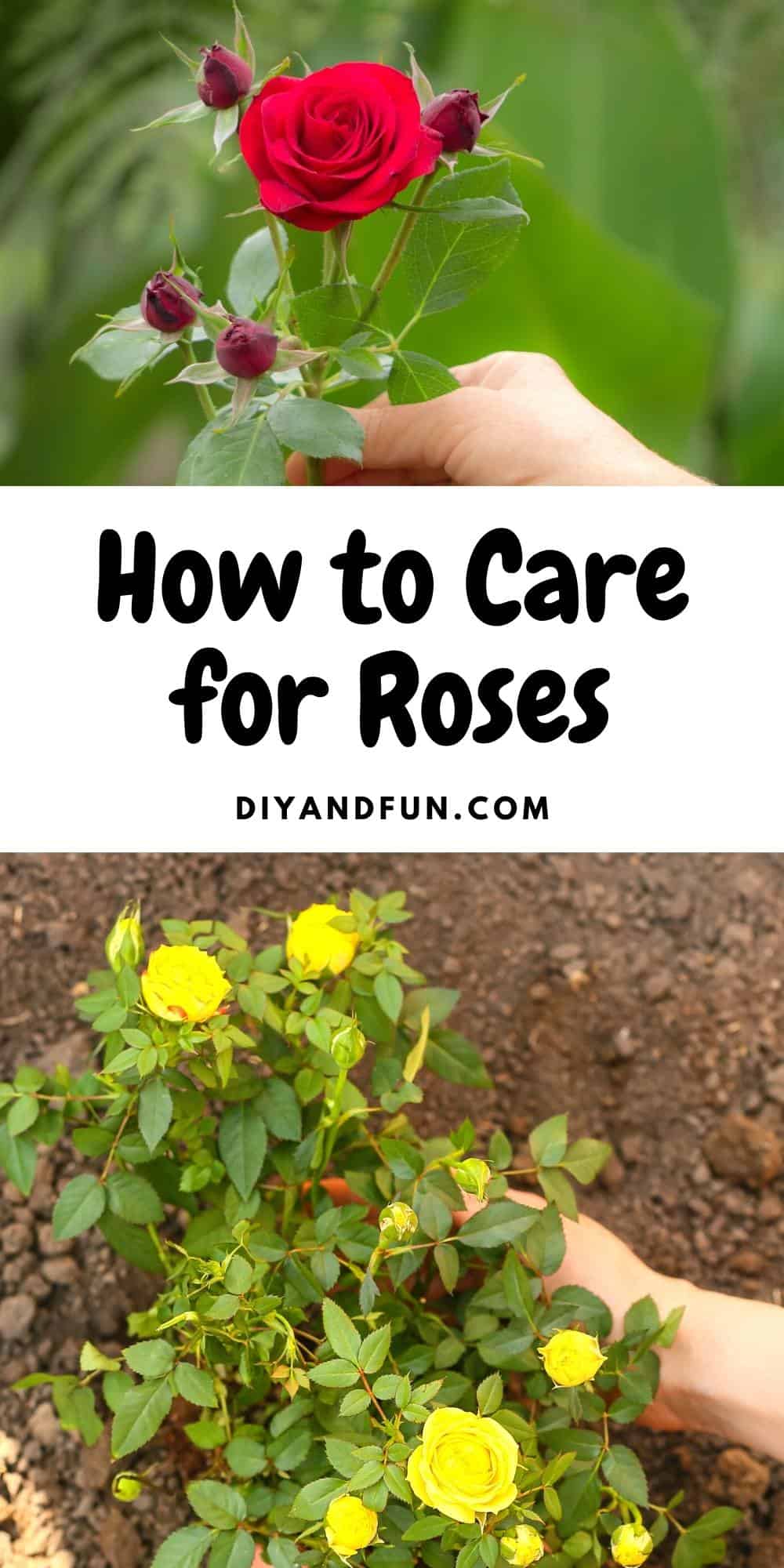 How to Care for Roses, a simple guide for most anyone for maintaining beautiful roses in your garden with minimal effort.