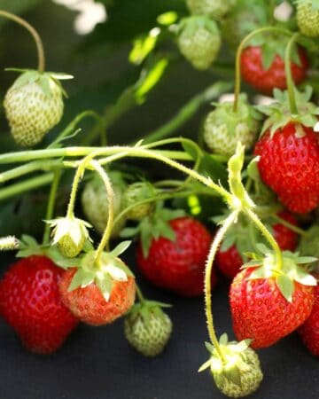 How to Grow Strawberries