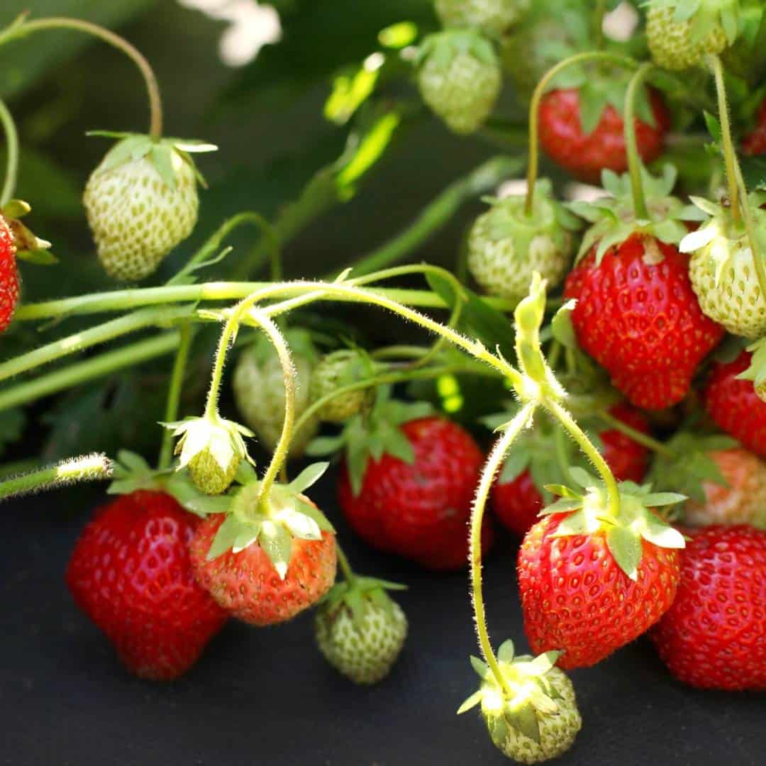 How to Grow Strawberries, a simple guide for choosing, planting, and harvesting your own strawberries to enjoy.