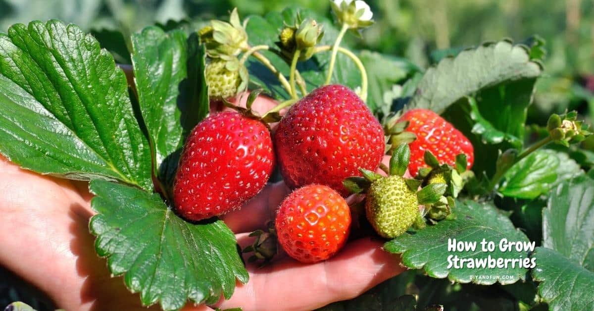 How to Grow Strawberries, a simple guide for choosing, planting, and harvesting your own strawberries to enjoy.