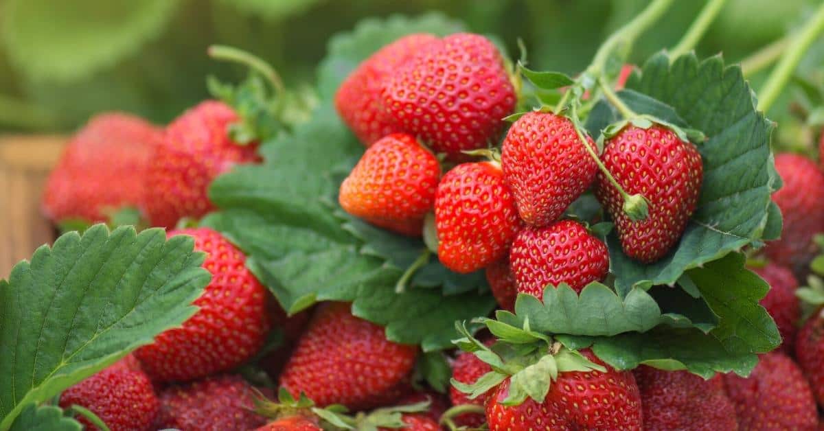 How to Grow Strawberries, a simple guide for choosing, planting, and harvesting your own strawberries to enjoy.