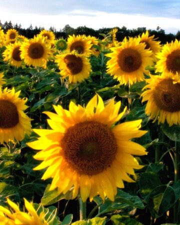 How to Grow Amazing Sunflowers