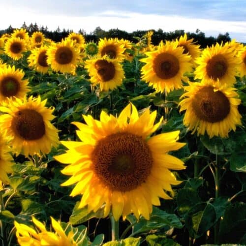 How to Grow Amazing Sunflowers