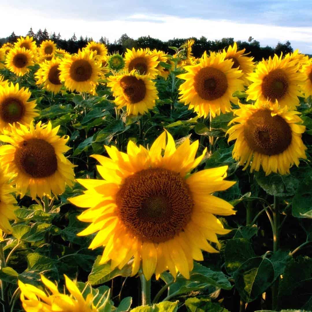 How to Grow Amazing Sunflowers, a simple guide for growing sunflowers from seeds and how to use them one they are grown.