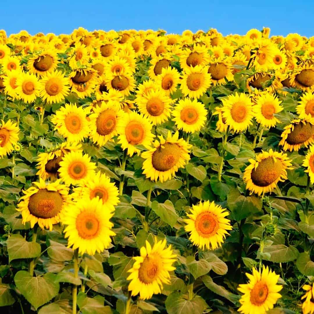 How to Grow Amazing Sunflowers, a simple guide for growing sunflowers from seeds and how to use them one they are grown.