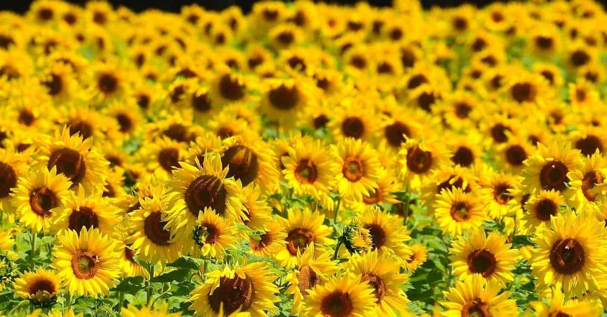 How to Grow Amazing Sunflowers, a simple guide for growing sunflowers from seeds and how to use them one they are grown.