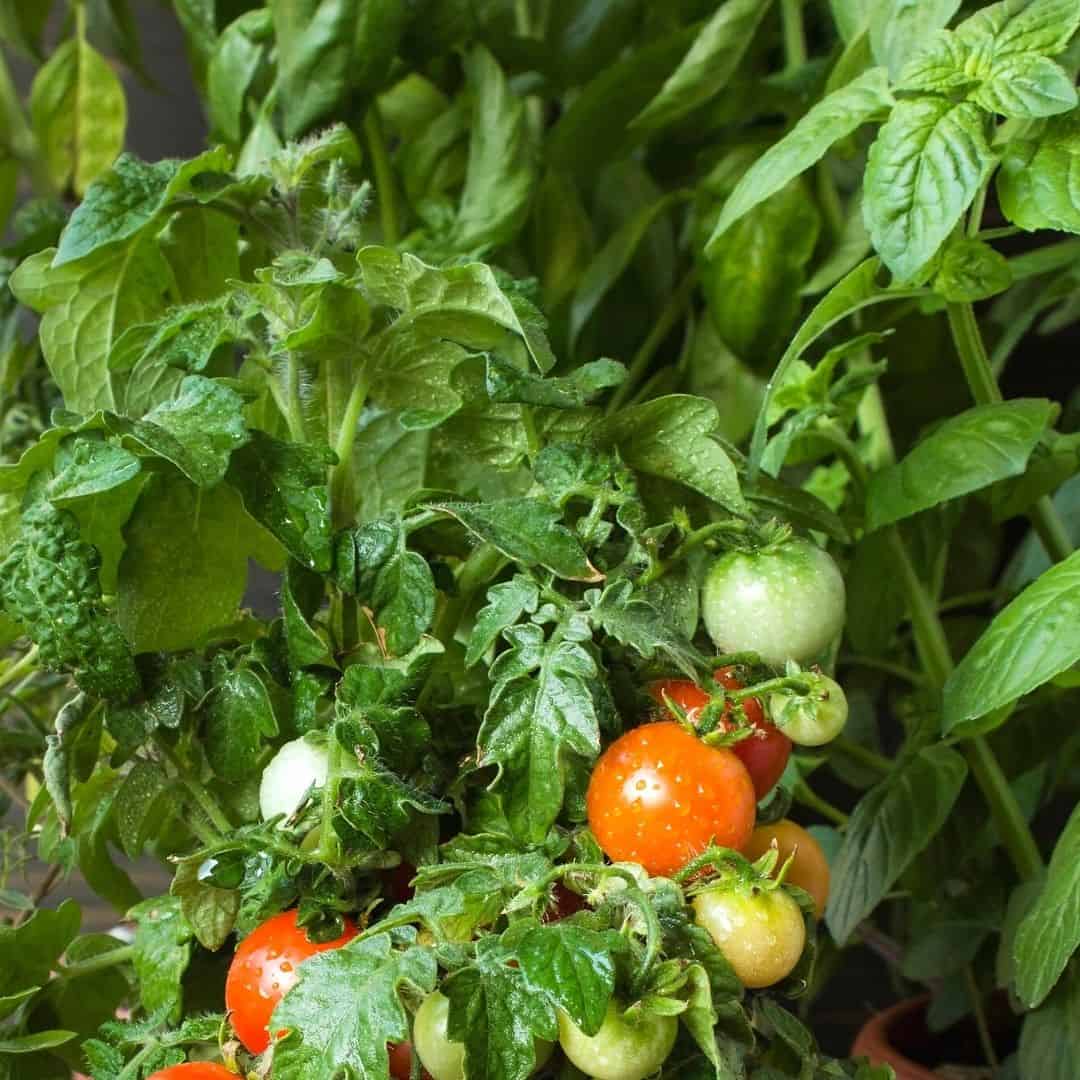 How to Grow a Pizza Garden, a simple guide for growing a vegetable garden with tasty toppings for your pizza.