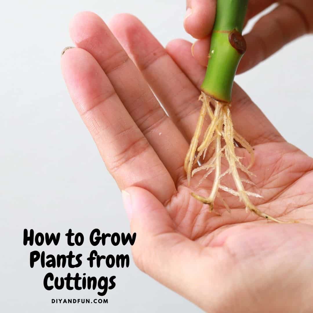 How to Grow Plants from Cuttings, a simple guide for starting new plant growth from cuttings from popular garden plants.