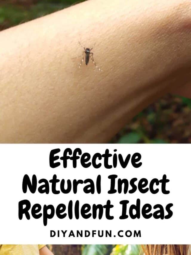 Effective Natural Insect Repellent Ideas,
