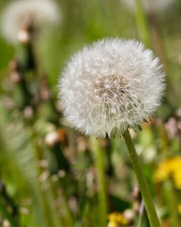 How to Get Rid of Weeds
