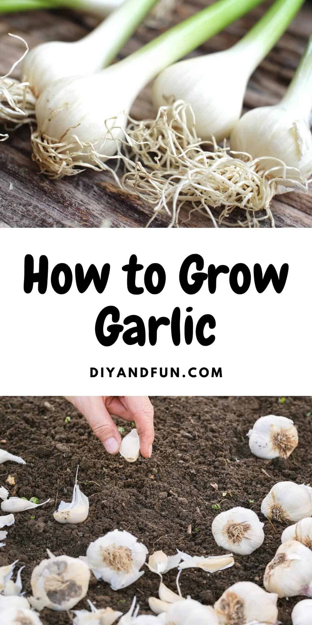 How to Grow Garlic. A simple guide for planting, growing, harvesting, and curing garlic in your garden for enjoying.