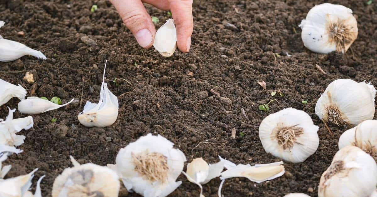 How to Grow Garlic. A simple guide for planting, growing, harvesting, and curing garlic in your garden for enjoying.