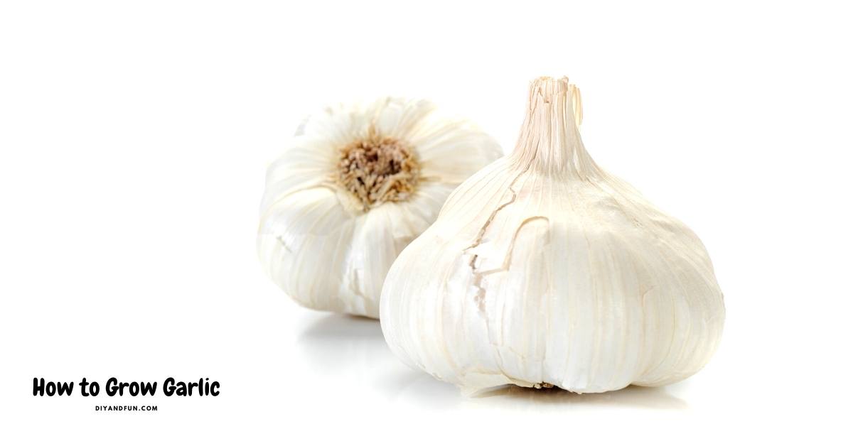 How to Grow Garlic. A simple guide for planting, growing, harvesting, and curing garlic in your garden for enjoying.