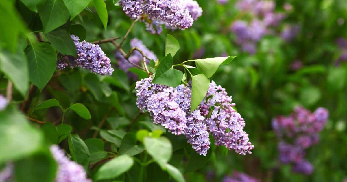 How to Grow Amazing Lilacs, a simple guide for most anyone for planting, taking care of and enjoying lilacs.