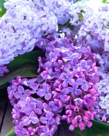 How to Grow Amazing Lilacs