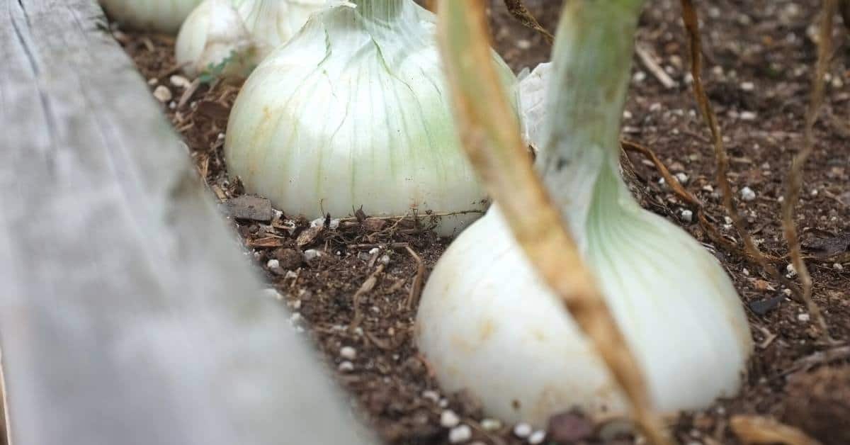 How to Grow Onions Indoors, a simple guide for growing your own onions from onions or from seeds. Included soil and water methods.