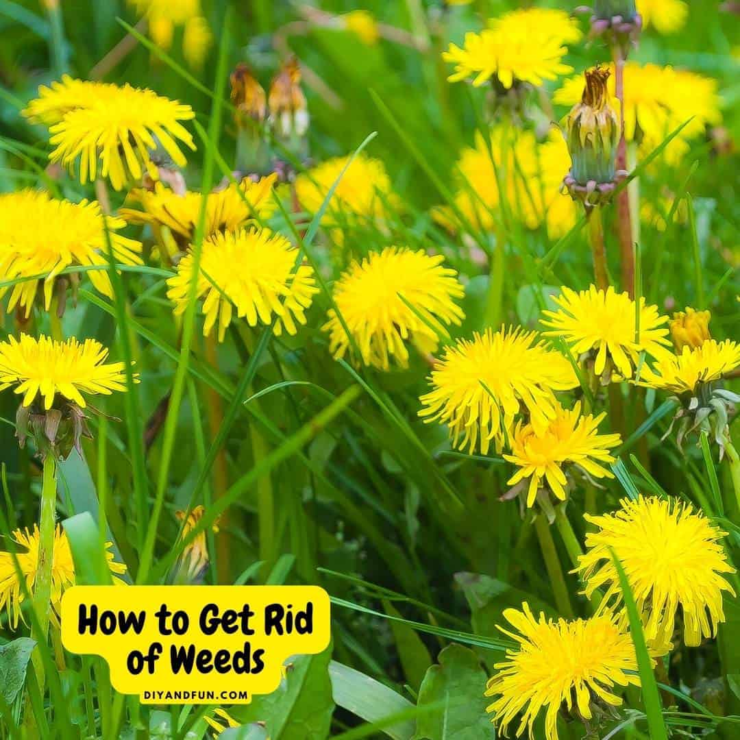 How to Get Rid of Weeds, easy methods to remove weeds from a garden without using harmful chemicals to do so.