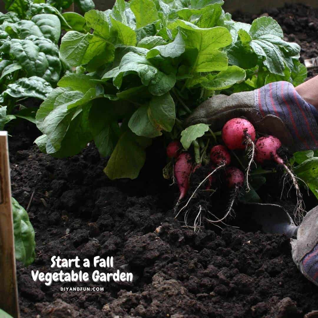 What to consider when you Start a Fall Vegetable Garden. Includes tips for cool weather gardening as well as plants that grow well.