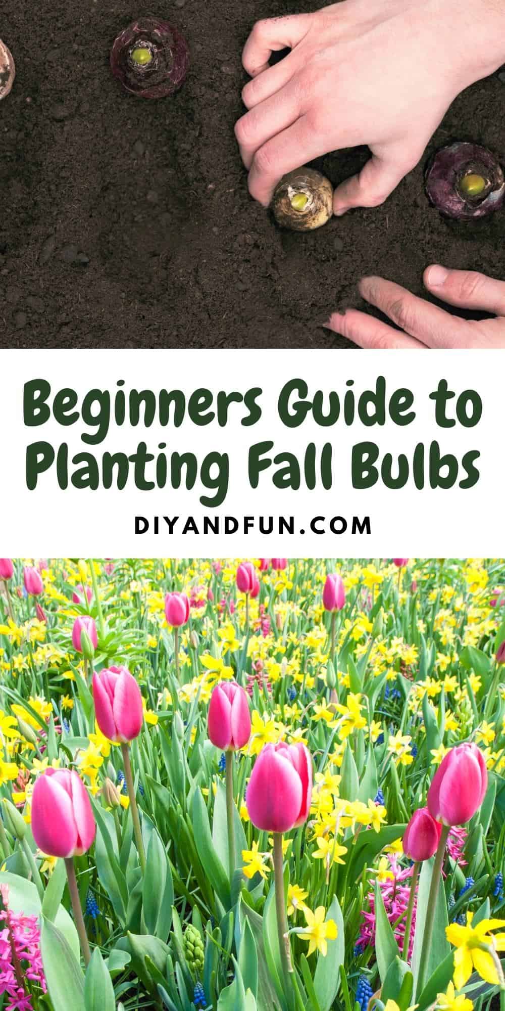Beginners Guide to Planting Fall Bulbs, a simple guide for how to plant flower bulbs in the fall for a spring bloom