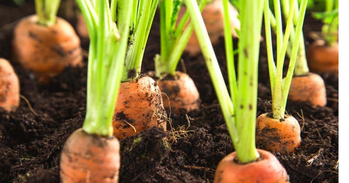 What to consider when you Start a Fall Vegetable Garden. Includes tips for cool weather gardening as well as plants that grow well.