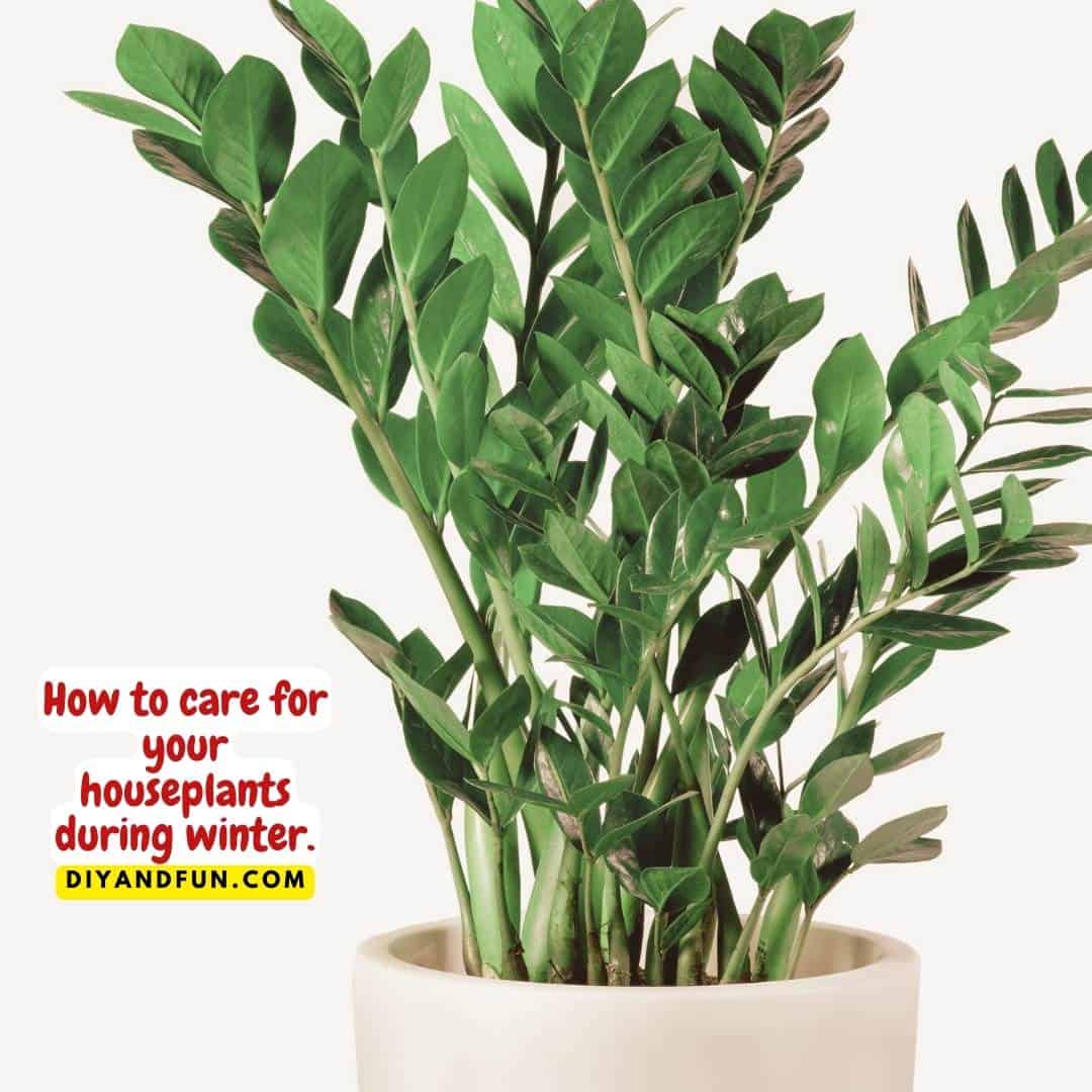 How to care for your houseplants during winter, a simple guide for keeping healthy plants during the cold months and the 5 easiest houseplants"