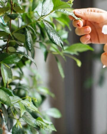 How to care for your houseplants during winter.