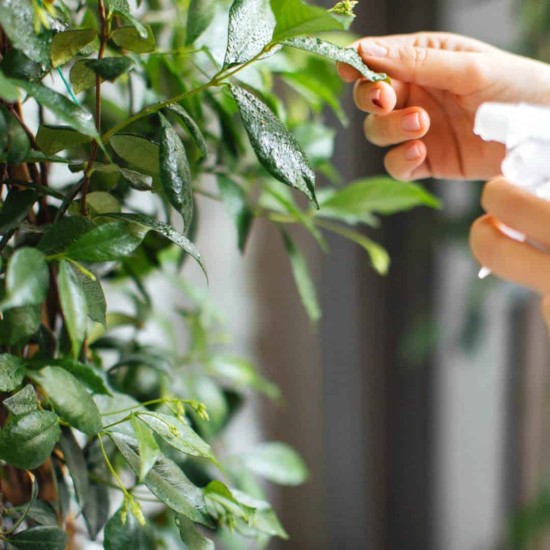 How to care for your houseplants during winter, a simple guide for keeping healthy plants during the cold months and the 5 easiest houseplants"