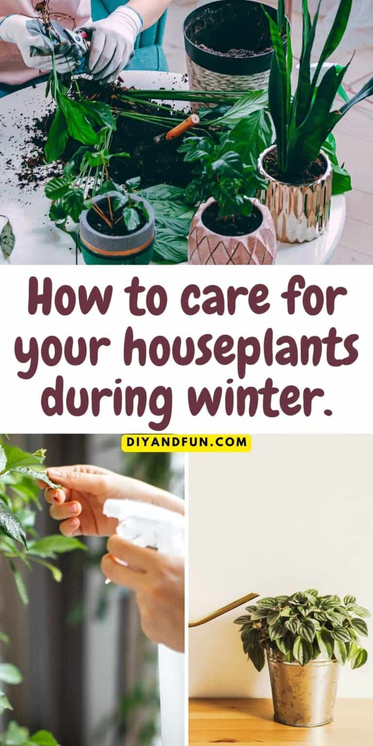 How to care for your houseplants during winter. - DIY and Fun