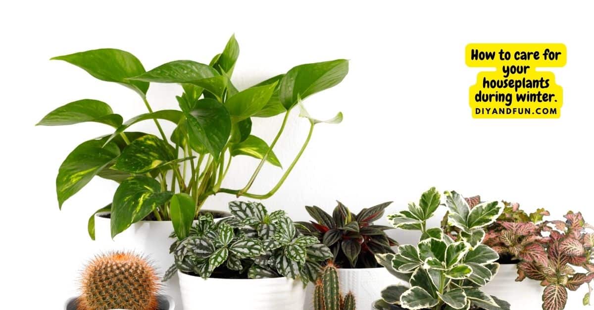 How to care for your houseplants during winter, a simple guide for keeping healthy plants during the cold months and the 5 easiest houseplants"