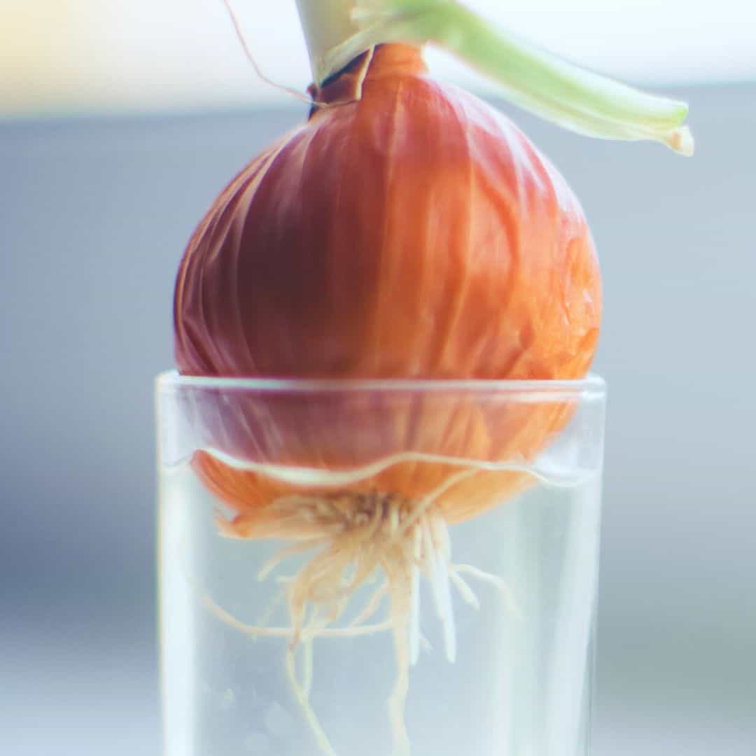 How to Grow Onions Indoors, a simple guide for growing your own onions from onions or from seeds. Included soil and water methods.