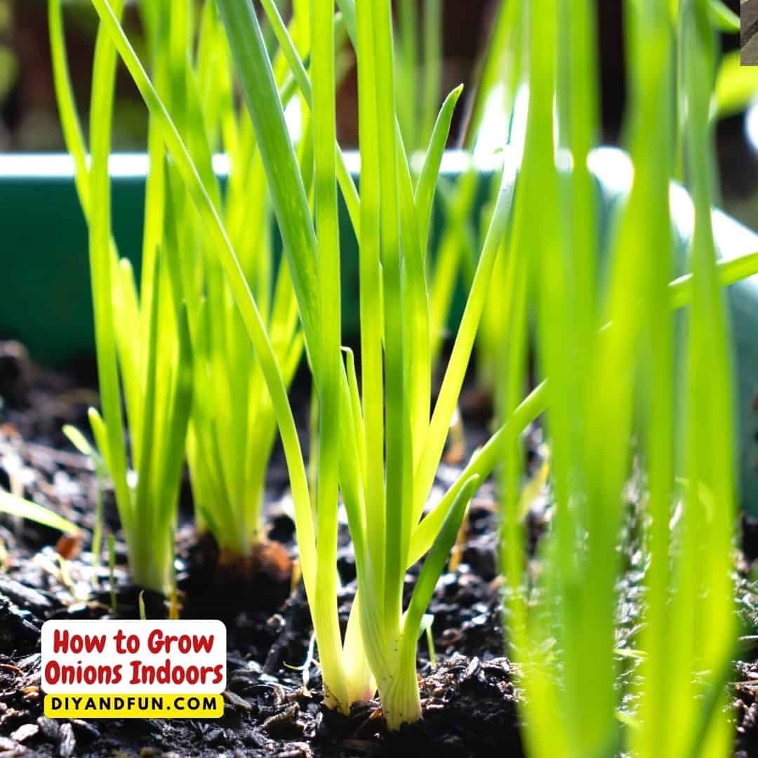 How to Grow Onions Indoors, a simple guide for growing your own onions from onions or from seeds. Included soil and water methods.