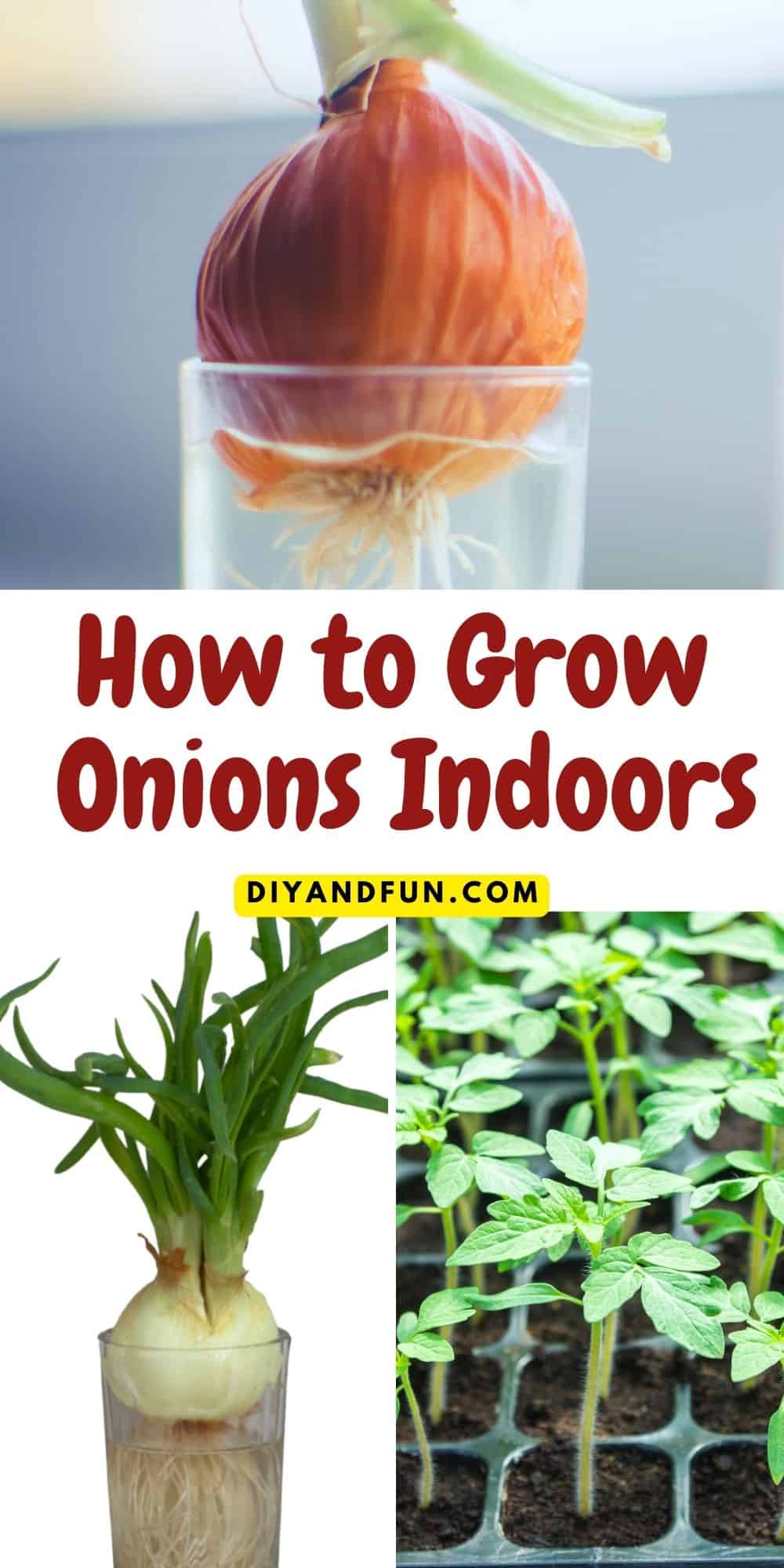 How to Grow Onions Indoors, a simple guide for growing your own onions from onions or from seeds. Included soil and water methods.