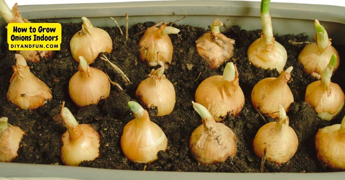 How to Grow Onions Indoors, a simple guide for growing your own onions from onions or from seeds. Included soil and water methods.