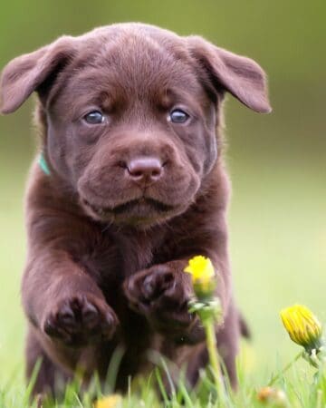 How to Make a Pet Safe Garden