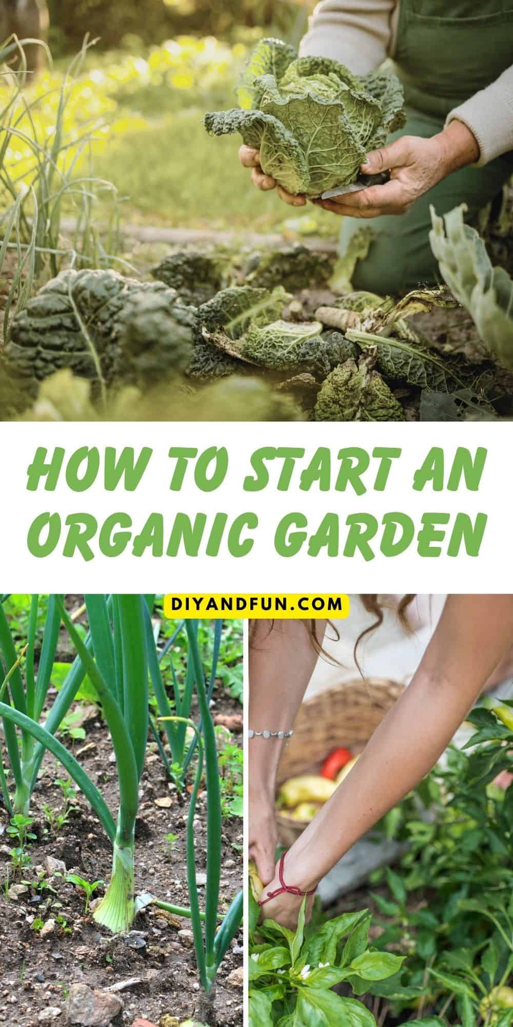 How to Start an Organic Garden, a beginners guide to preparing soil, choosing plants, and caring for plants in an organic garden.